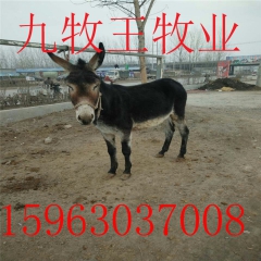 去山东哪家养驴场买品种好的肉驴