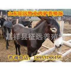 山东肉驴养殖场常年对外批发肉驴 德州驴 提供养殖技术/