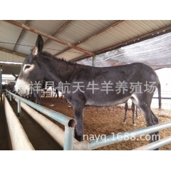 航天养驴场供应活毛驴 肉驴 育肥驴 驴驹 驴价格 德州驴