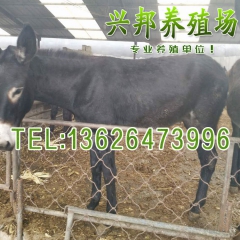 肉质优 三粉驴 肉驴 品质养殖 长期现货供应驴苗低价销售