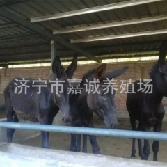 养殖基地大批量提供乌头驴 肉驴 驴驹 易饲养见效快