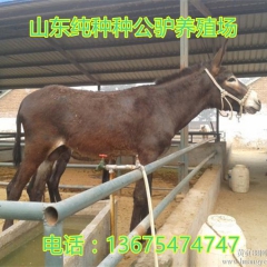 厂家直销德州驴 三粉驴 肉驴 种驴最新价格