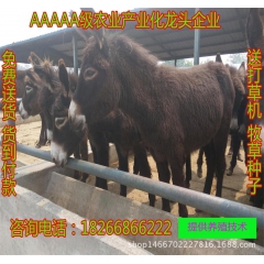 中盛缘养驴场供应活毛驴 肉驴 育肥驴 驴驹 驴价格 德州驴价...