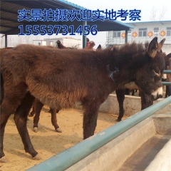 2016养驴效益 怎么样   德州驴   品种好    驴苗...