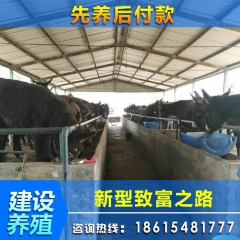 建设养驴场供应活毛驴 肉驴 育肥驴 驴驹 驴价格 德州驴