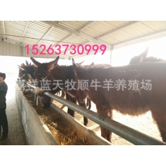 广灵肉驴 新疆肉驴苗政府补贴购买肉驴行情好出售肉驴价格高