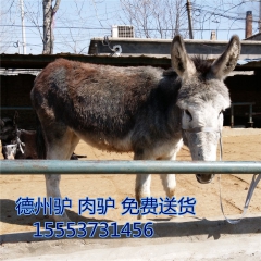 今年养什么驴好  德州驴 长的快吗    驴苗  肉驴   ...