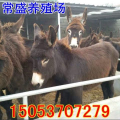 肉驴养殖基地销售肉驴，毛驴 三粉驴 买德州驴包送吗