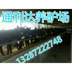 邯郸通利达肉驴直销小驴苗 德州驴 乌头驴 肉驴 肉驴养殖场 ...