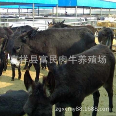 农户养殖改良肉驴   德州肉驴  免费运输  货到付款