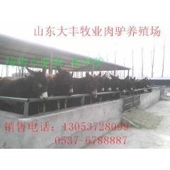 德州养驴基地出售毛驴 德州肉驴 屠宰肉驴 驴驹 大丰养马场