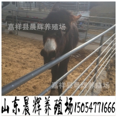 河北肉驴价格  河北哪里有肉驴 肉驴繁殖怎么样