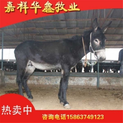 嘉祥黄亥养殖基地供应优质 德州肉驴  批发肉驴大量供应量大优...