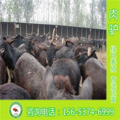 嘉祥县养驴场 养殖肉驴场  出售纯种肉驴
