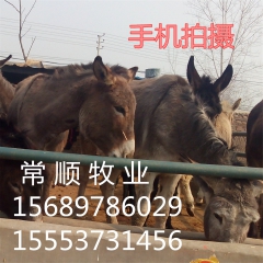 常顺牧业 肉驴 德州驴养殖场  最新德州驴价格