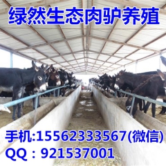肉驴，哪里肉驴好？就选吉林绿然养殖场的供应全国的肉驴。
