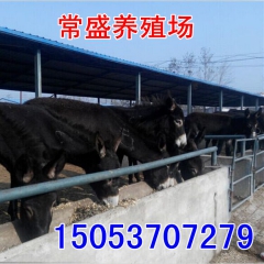 建设驴圈用什么建设好 肉驴 育肥驴价格 德州驴价格