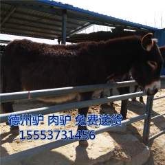 养驴市场怎么样   选好品种  到常顺 牧业  提供 肉驴 ...