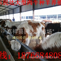波尔山羊,肉驴,西门塔尔牛,夏洛莱羊-山东省民达牧业养殖场