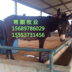 山东常顺肉驴  肉驴 德州驴 养殖场  最新德州驴价格 改良...