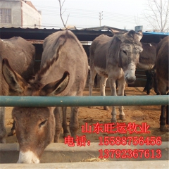 南皮哪里有小驴驹多少钱一匹 三粉 肉驴价格 关中 乌头 肉驴