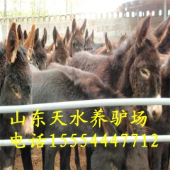 长期供应活毛驴 肉驴 育肥驴 驴驹 驴价格 德州驴辽宁肉驴养...