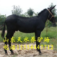 毛驴多少钱一斤 肉驴 育肥驴 驴驹 驴价格 德州驴