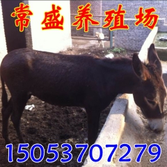 常盛养驴场供应活体毛驴 肉驴 育肥驴 驴驹 驴价格 德州驴