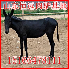 养殖肉驴十多年的选择 选择专业高品质肉驴有保障 肉驴