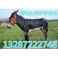 德州肉驴价格 通利达肉驴场直销小驴苗 肉驴 种驴 育肥驴 肉...