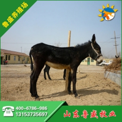 提供关中驴肉驴长势快 关中驴肉驴最效益 养驴 养驴场 肉驴