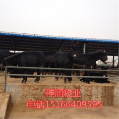养殖场出售改良驴苗 肉驴 纯种德州驴 云南驴 华北 新疆 免...