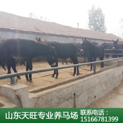 纯种德州驴 毛驴养殖 肉驴 三粉驴价格便宜 养殖场供应 驴苗
