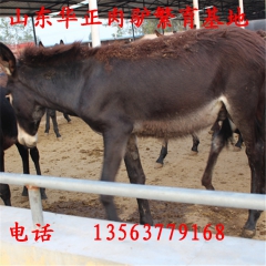 肉驴 肉驴多少钱 肉驴价格 宣城市肉驴养殖场
