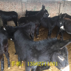 中华老字号 东阿阿胶桃花姬阿胶糕300g