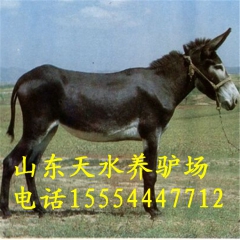 中华老字号 东阿阿胶桃花姬阿胶糕300g