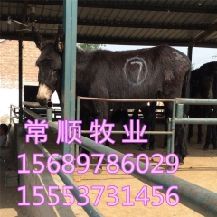 中华老字号 东阿阿胶桃花姬阿胶糕300g