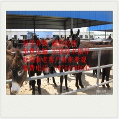 中华老字号 东阿阿胶桃花姬阿胶糕300g