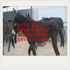 中华老字号 东阿阿胶桃花姬阿胶糕300g
