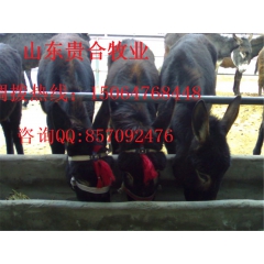 中华老字号 东阿阿胶桃花姬阿胶糕300g