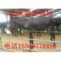 中华老字号 东阿阿胶桃花姬阿胶糕300g