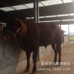 中华老字号 东阿阿胶桃花姬阿胶糕300g