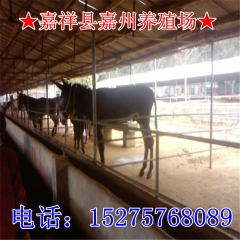 中华老字号 东阿阿胶桃花姬阿胶糕300g