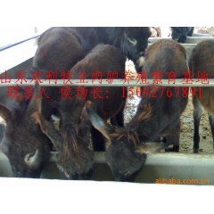 致富未必去经商 养殖肉驴奔小康 育肥改良肉驴 免费送货产品回...