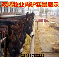 厂家急销肉驴 科学饲养改良肉驴 肉质第一 肉驴出肉率最高