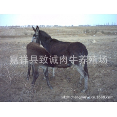 德州驴 德州驴价格 德州驴养殖利润 育肥德州肉驴