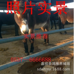 专业养殖优质肉驴  健康绿色肉驴  质优价廉【图】