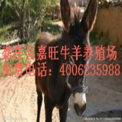 山东嘉旺牧业常年向社会大量供应肉驴、种驴、驴犊、小驴