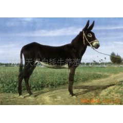 供应驴 肉驴 驴肉 凉州驴 质量保证值得信赖