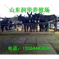 正规肉驴养殖场出售德州驴 肉驴 乌头驴 驴苗 提供养殖技术